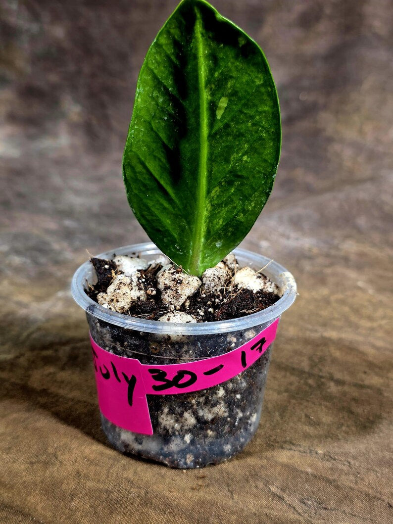 Variegated ZZ Gold Live Plant - Zamioculcas Zamiifolia (July-30-17)