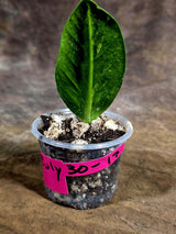 Variegated ZZ Gold Live Plant - Zamioculcas Zamiifolia (July-30-17)