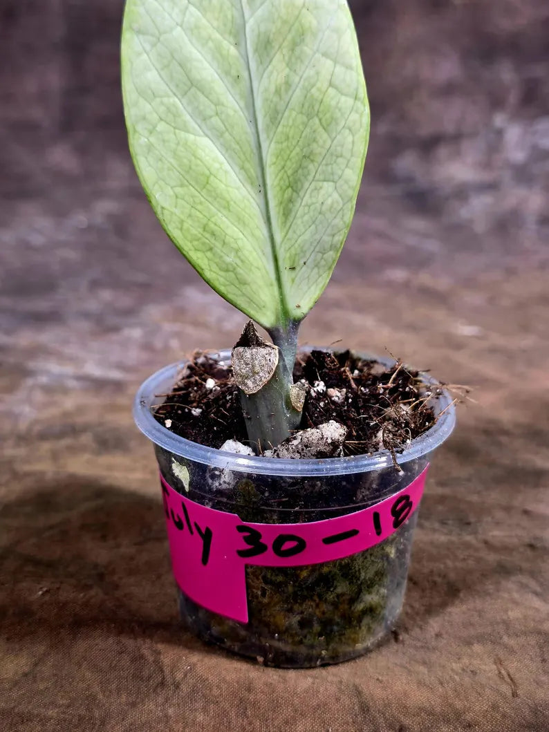 Variegated ZZ Gold Live Plant - Zamioculcas Zamiifolia (July-30-18)