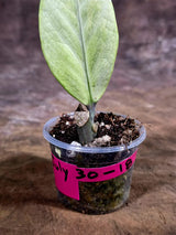 Variegated ZZ Gold Live Plant - Zamioculcas Zamiifolia (July-30-18)