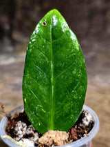 Variegated ZZ Gold Live Plant - Zamioculcas Zamiifolia (July-30-22)