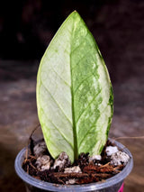 Variegated ZZ Gold Live Plant - Zamioculcas Zamiifolia (July-30-23)