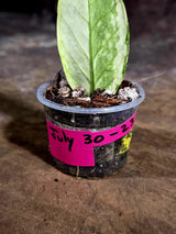 Variegated ZZ Gold Live Plant - Zamioculcas Zamiifolia (July-30-23)