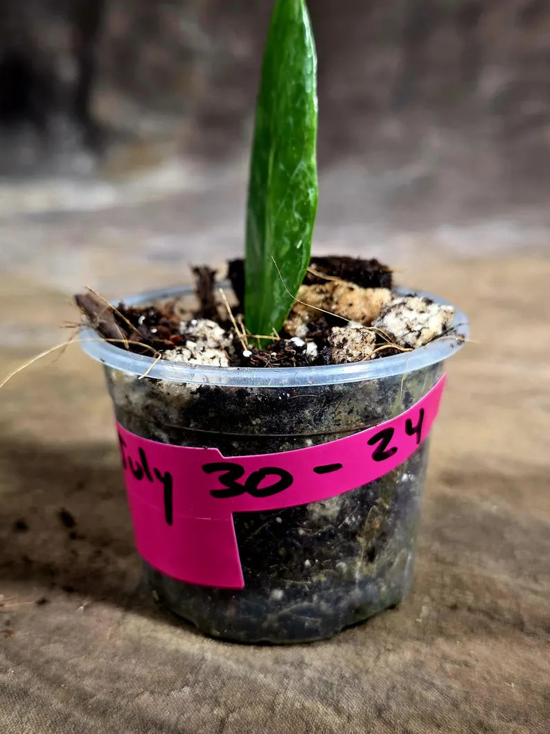 Variegated ZZ Gold Live Plant - Zamioculcas Zamiifolia (July-30-24)