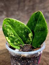 Variegated ZZ Gold Live Plant - Zamioculcas Zamiifolia (July-30-26)