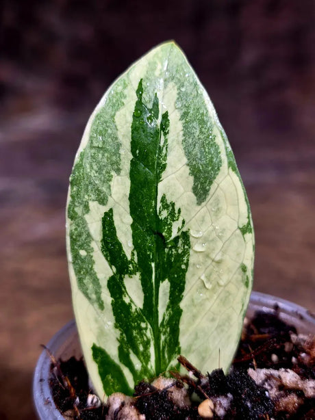 Variegated ZZ Gold Live Plant - Zamioculcas Zamiifolia (July-30-27)