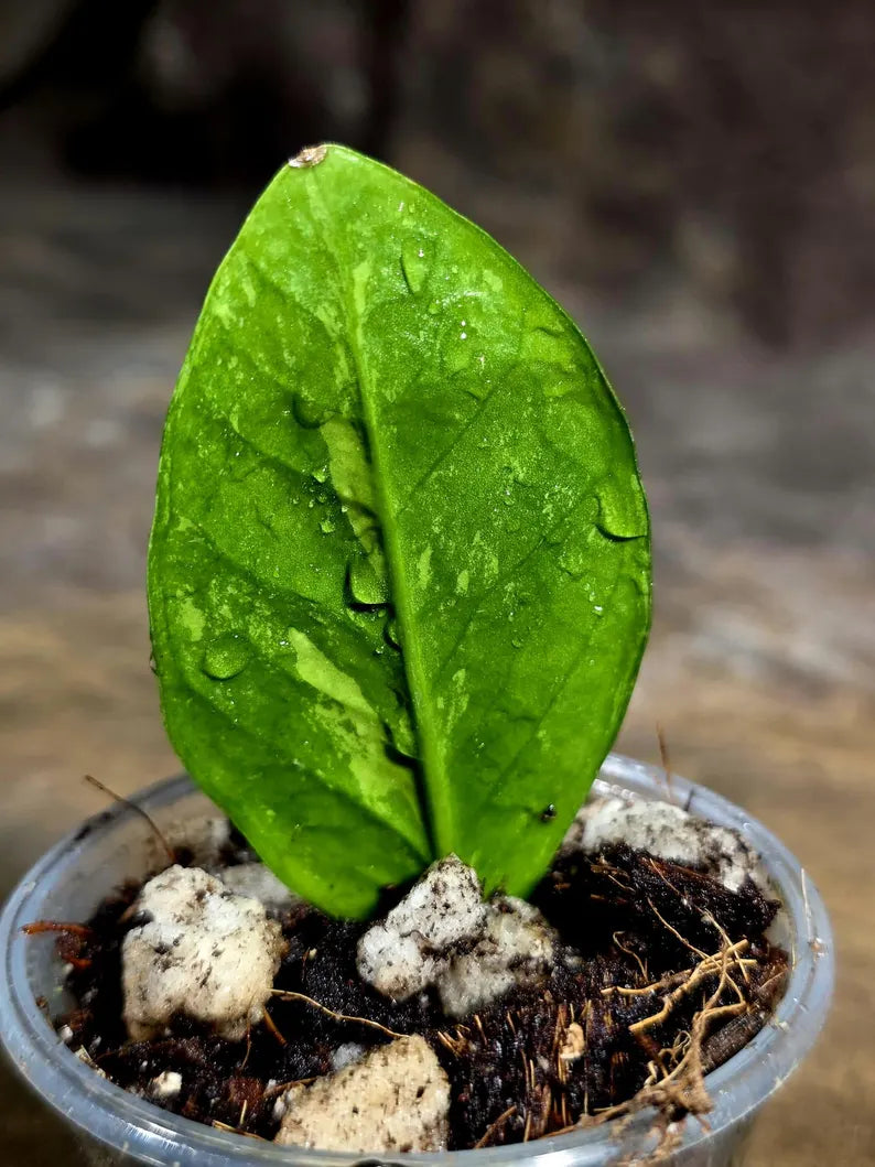 Variegated ZZ Gold Live Plant - Zamioculcas Zamiifolia (July-30-28)