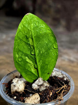 Variegated ZZ Gold Live Plant - Zamioculcas Zamiifolia (July-30-28)