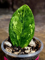 Variegated ZZ Gold Live Plant - Zamioculcas Zamiifolia (July-30-28)
