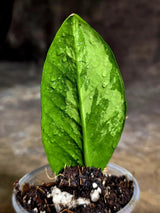 Variegated ZZ Gold Live Plant - Zamioculcas Zamiifolia (July-30-29)
