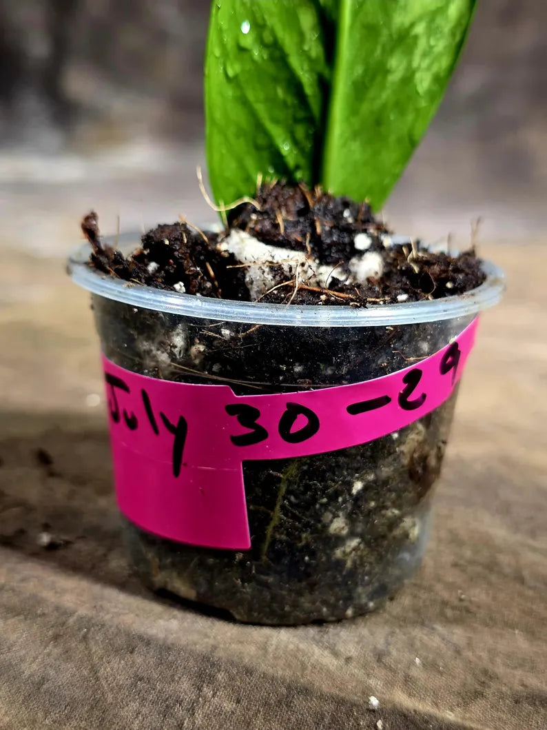 Variegated ZZ Gold Live Plant - Zamioculcas Zamiifolia (July-30-29)
