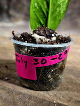 Variegated ZZ Gold Live Plant - Zamioculcas Zamiifolia (July-30-29)