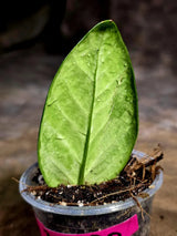 Variegated ZZ Gold Live Plant - Zamioculcas Zamiifolia (July-30-30)