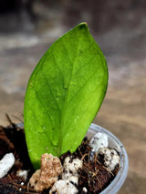 Variegated ZZ Gold Live Plant - Zamioculcas Zamiifolia (July-30-31)
