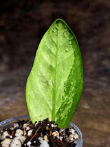 Variegated ZZ Gold Live Plant - Zamioculcas Zamiifolia (July-30-32)