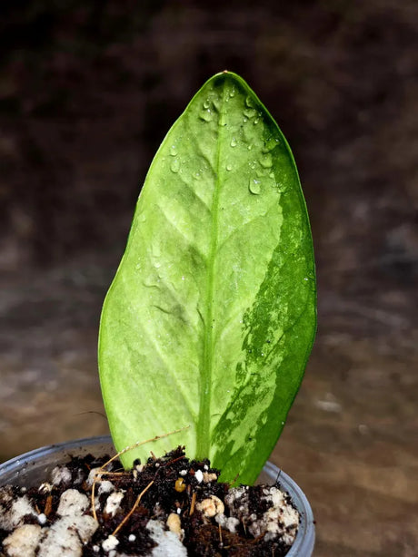 Variegated ZZ Gold Live Plant - Zamioculcas Zamiifolia (July-30-32)
