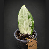 Variegated ZZ Gold Live Plant - Zamioculcas Zamiifolia (July-30-11)