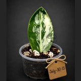 Variegated ZZ Gold Live Plant - Zamioculcas Zamiifolia (July-30-15)