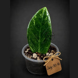 Variegated ZZ Gold Live Plant - Zamioculcas Zamiifolia (July-30-16)