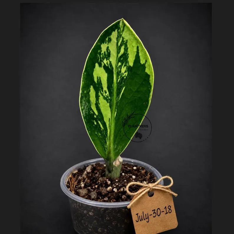 Variegated ZZ Gold Live Plant - Zamioculcas Zamiifolia (July-30-18)