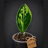 Variegated ZZ Gold Live Plant - Zamioculcas Zamiifolia (July-30-18)