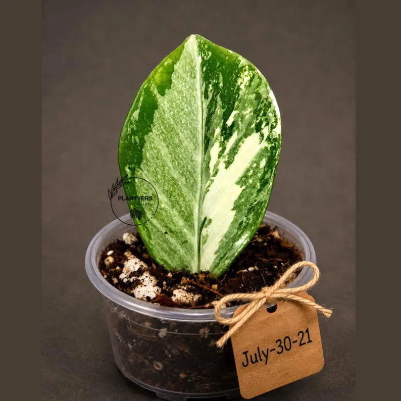 Variegated ZZ Gold Live Plant - Zamioculcas Zamiifolia (July-30-21)