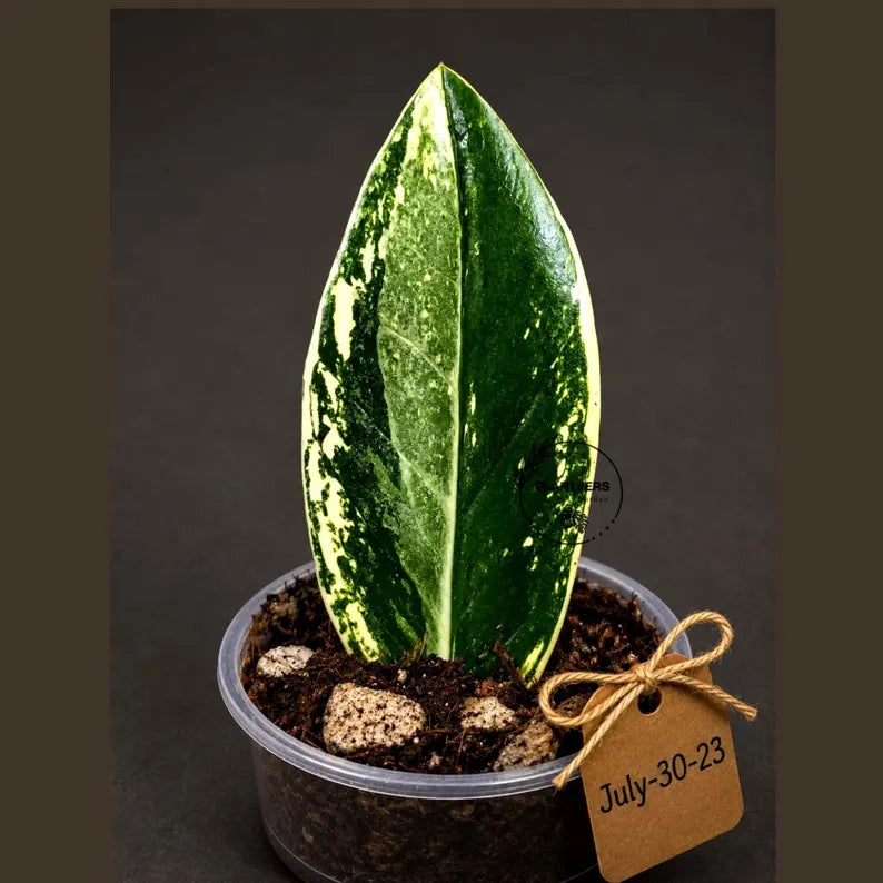 Variegated ZZ Gold Live Plant - Zamioculcas Zamiifolia (July-30-23)