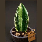 Variegated ZZ Gold Live Plant - Zamioculcas Zamiifolia (July-30-23)