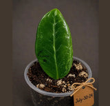 Variegated ZZ Gold Live Plant - Zamioculcas Zamiifolia (July-30-24)