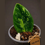 Variegated ZZ Gold Live Plant - Zamioculcas Zamiifolia (July-30-25)