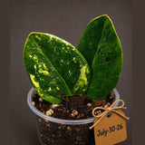 Variegated ZZ Gold Live Plant - Zamioculcas Zamiifolia (July-30-26)