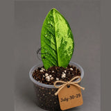 Variegated ZZ Gold Live Plant - Zamioculcas Zamiifolia (July-30-29)