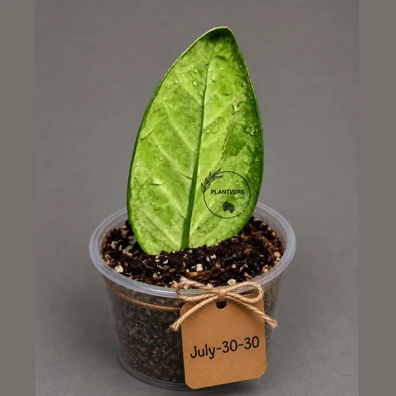 Variegated ZZ Gold Live Plant - Zamioculcas Zamiifolia (July-30-30)