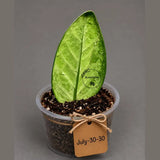 Variegated ZZ Gold Live Plant - Zamioculcas Zamiifolia (July-30-30)
