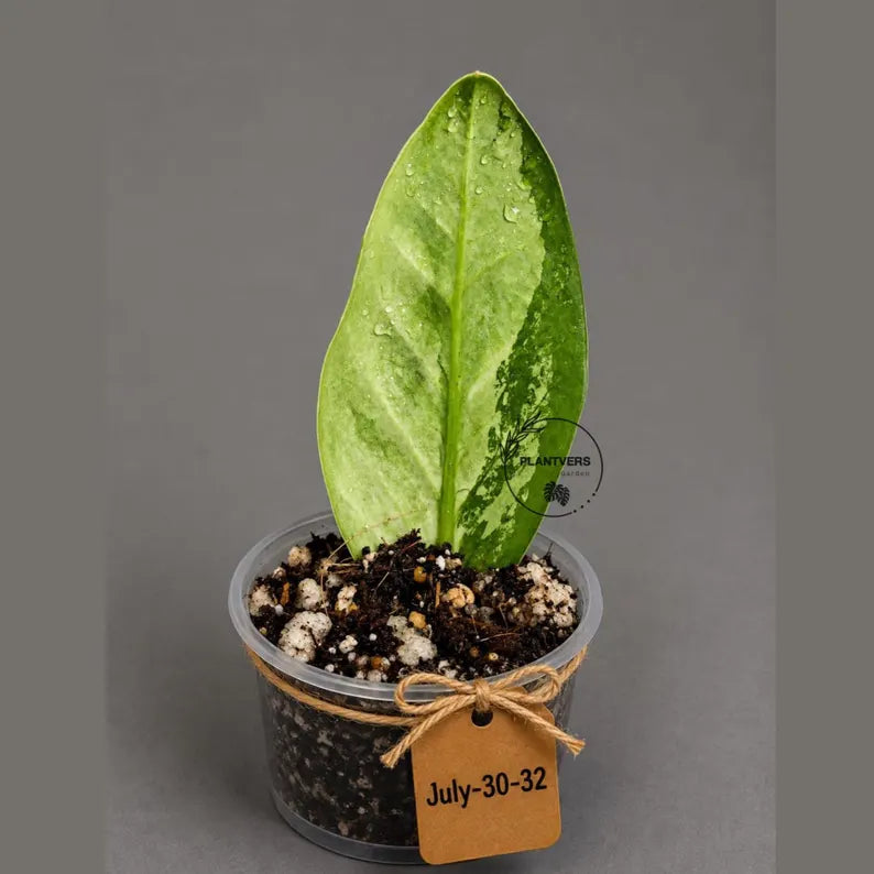 Variegated ZZ Gold Live Plant - Zamioculcas Zamiifolia (July-30-32)