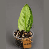Variegated ZZ Gold Live Plant - Zamioculcas Zamiifolia (July-30-32)