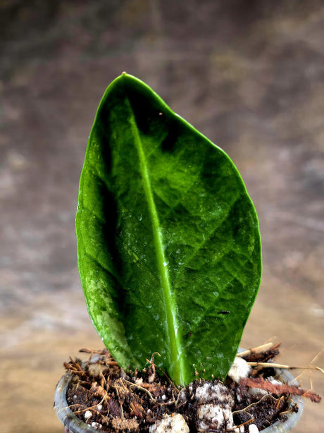 Variegated ZZ Gold Live Plant - Zamioculcas Zamiifolia (July-30-9)