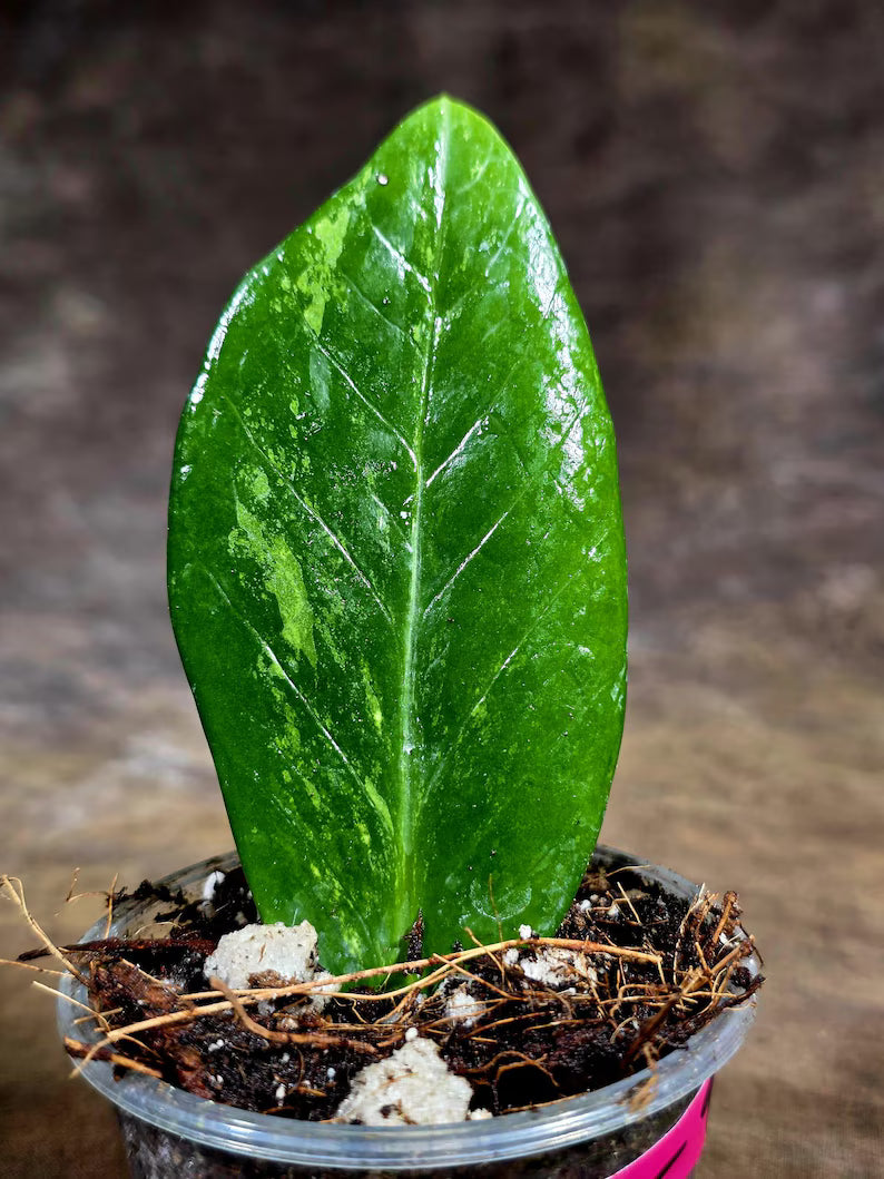 Variegated ZZ Gold Live Plant - Zamioculcas Zamiifolia (July-30-9)
