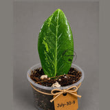 Variegated ZZ Gold Live Plant - Zamioculcas Zamiifolia (July-30-9)