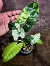 Philodendron Burle Marx White Snow Live Plant (July-31-56-ER)