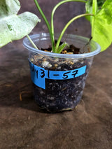 Philodendron Burle Marx White Snow Live Plant (July-31-57-ER)