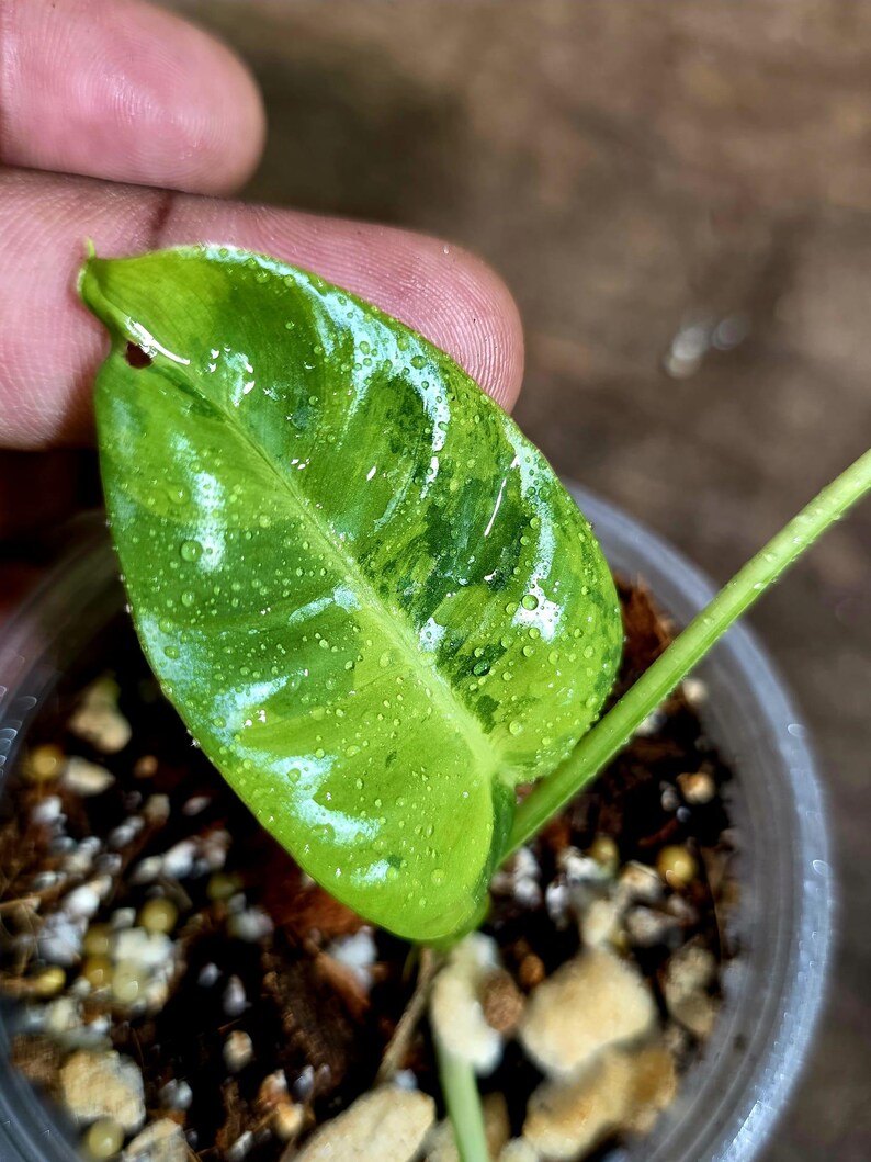 Philodendron Burle Marx White Snow Live Plant (July-31-55-ER)