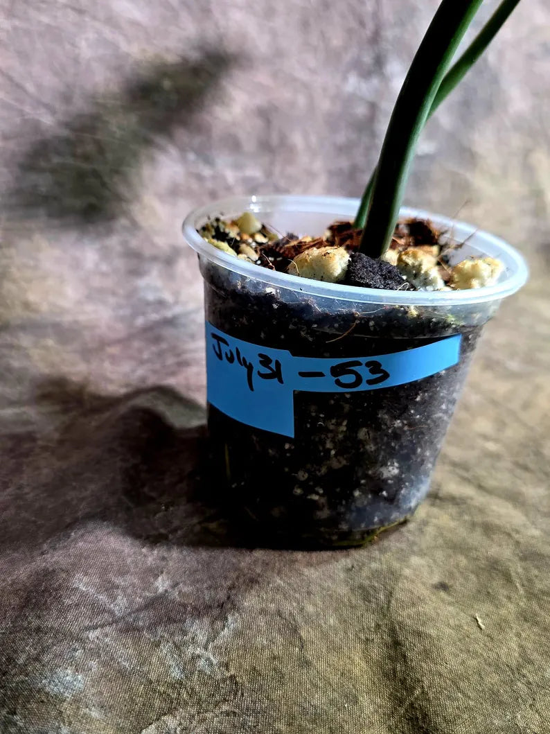 Philodendron Florida Beauty x Mayoi Low Variegated (July-31-53-ER)