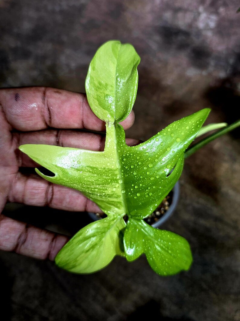 Variegated Philodendron Florida Beauty Live Plant (July-31-52-ER)