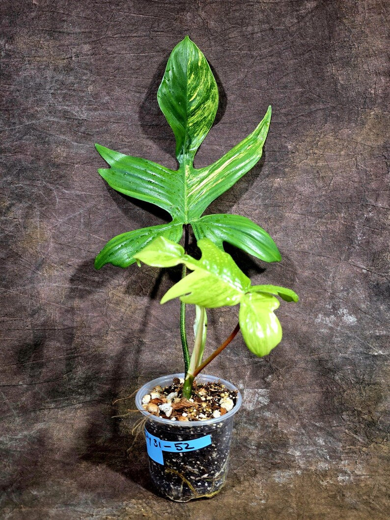Variegated Philodendron Florida Beauty Live Plant (July-31-52-ER)