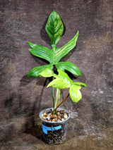 Variegated Philodendron Florida Beauty Live Plant (July-31-52-ER)