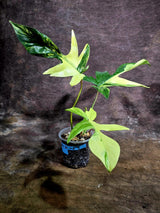 Variegated Philodendron Florida Beauty Live Plant (July-31-54-ER)