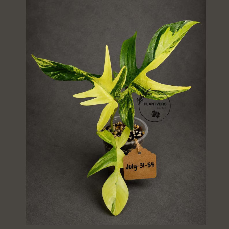 Variegated Philodendron Florida Beauty Live Plant (July-31-54-ER)