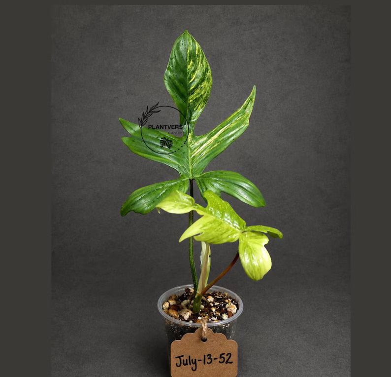 Variegated Philodendron Florida Beauty Live Plant (July-31-52-ER)