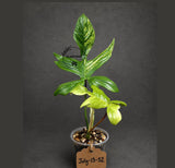 Variegated Philodendron Florida Beauty Live Plant (July-31-52-ER)